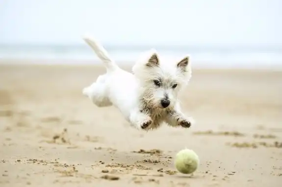 Retrieve